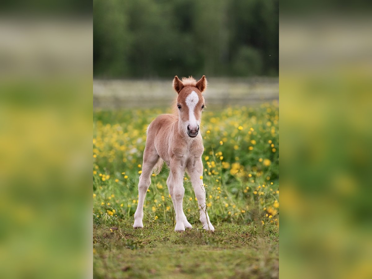 Mini pony Shetland Semental 1 año 83 cm Alazán-tostado in Augšdaugavas nov.