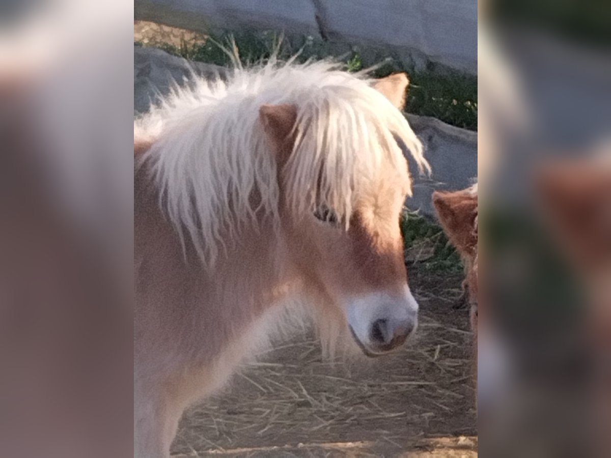 Mini pony Shetland Semental 1 año 84 cm Alazán in Seyring