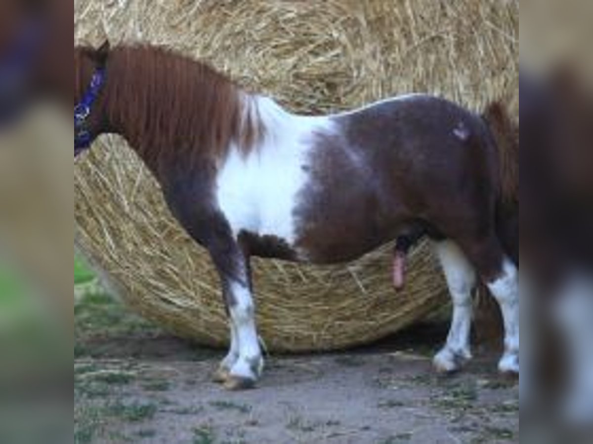 Mini pony Shetland Semental 21 años 80 cm Pío in Reppichau
