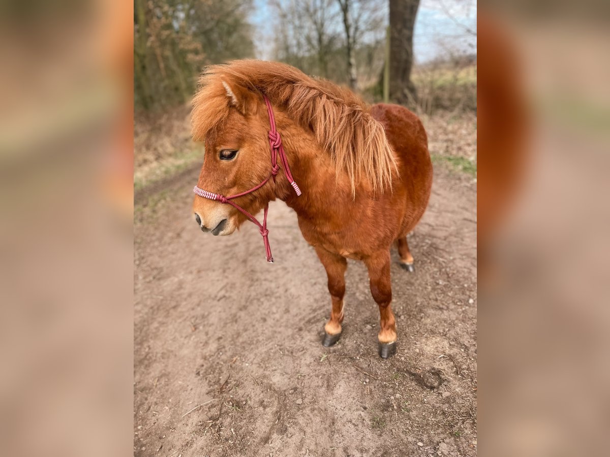 Mini pony Shetland Semental 2 años 85 cm Alazán in Rheine