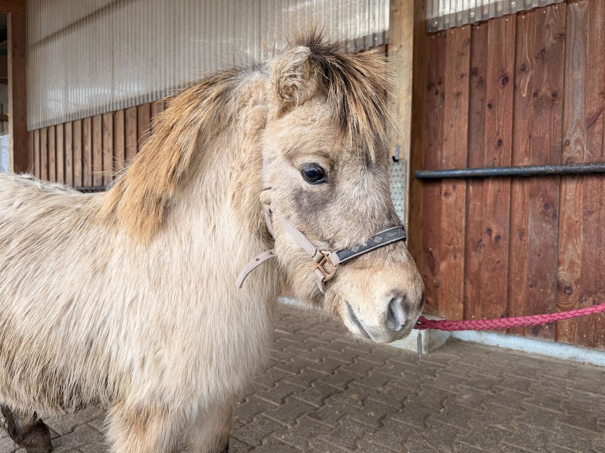 Mini pony Shetland Semental 2 años 85 cm Bayo in Fronreute