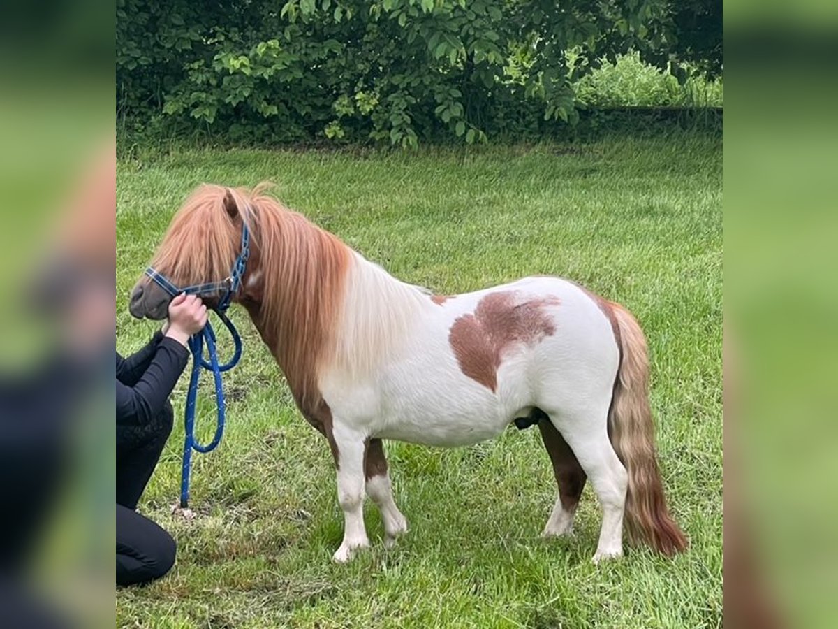 Mini pony Shetland Semental 3 años 82 cm Alazán in Kaltental