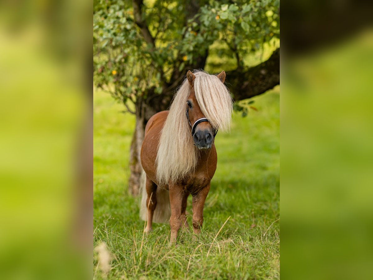 Mini pony Shetland Semental Alazán in Balzhausen