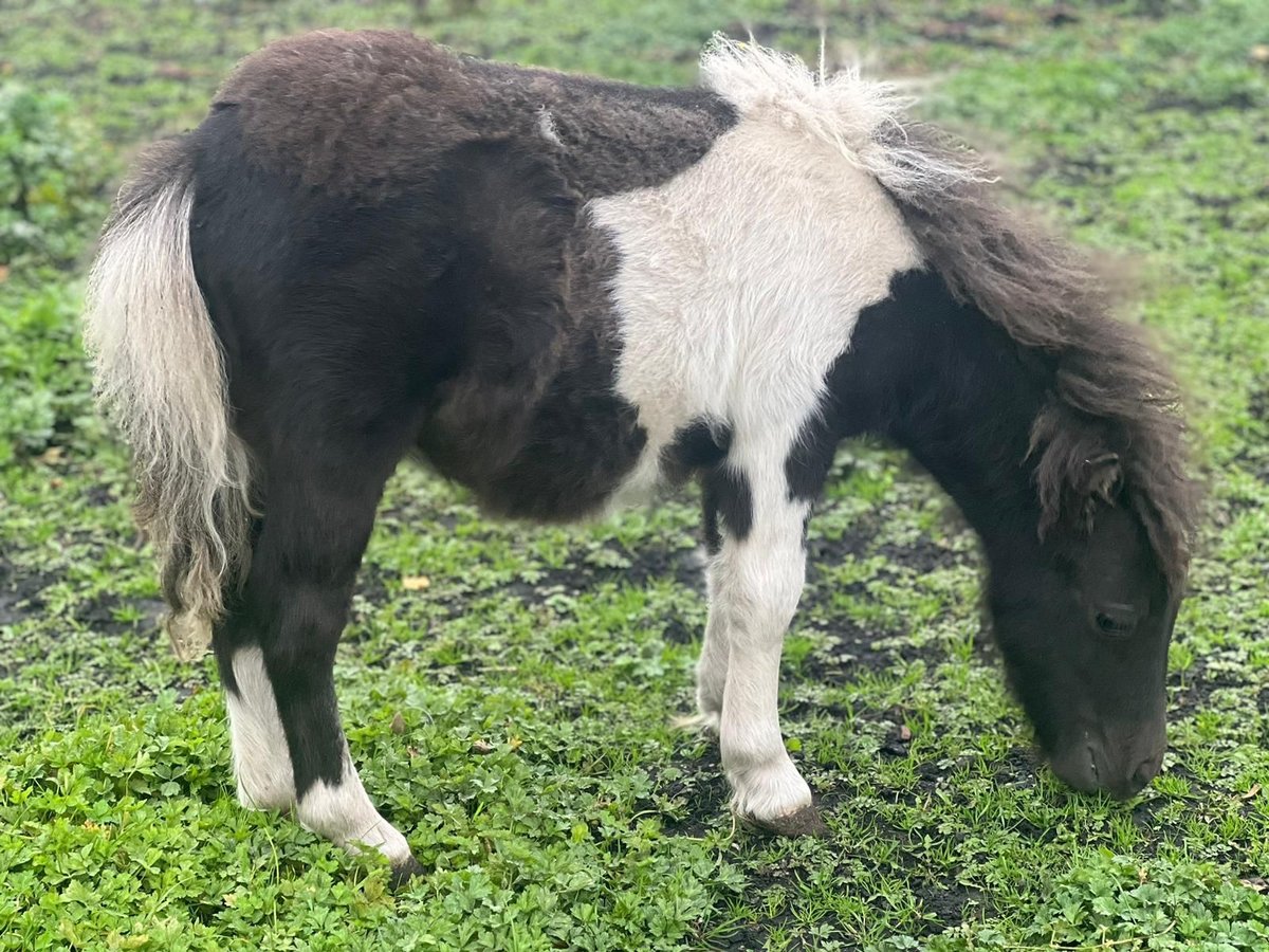 Mini pony Shetland Semental Potro (05/2024) 85 cm Negro in Günzburg