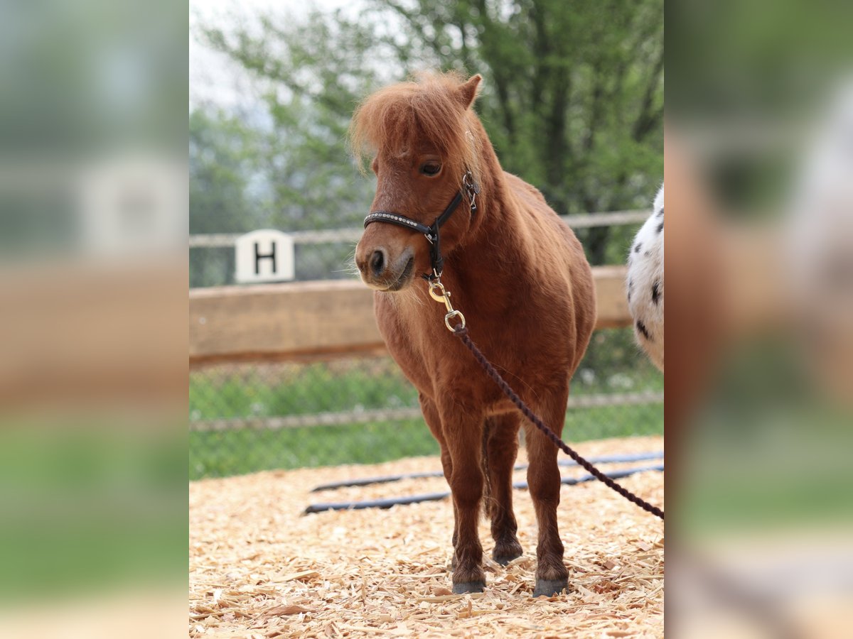 Mini pony Shetland Yegua 10 años 82 cm in Schorndorf