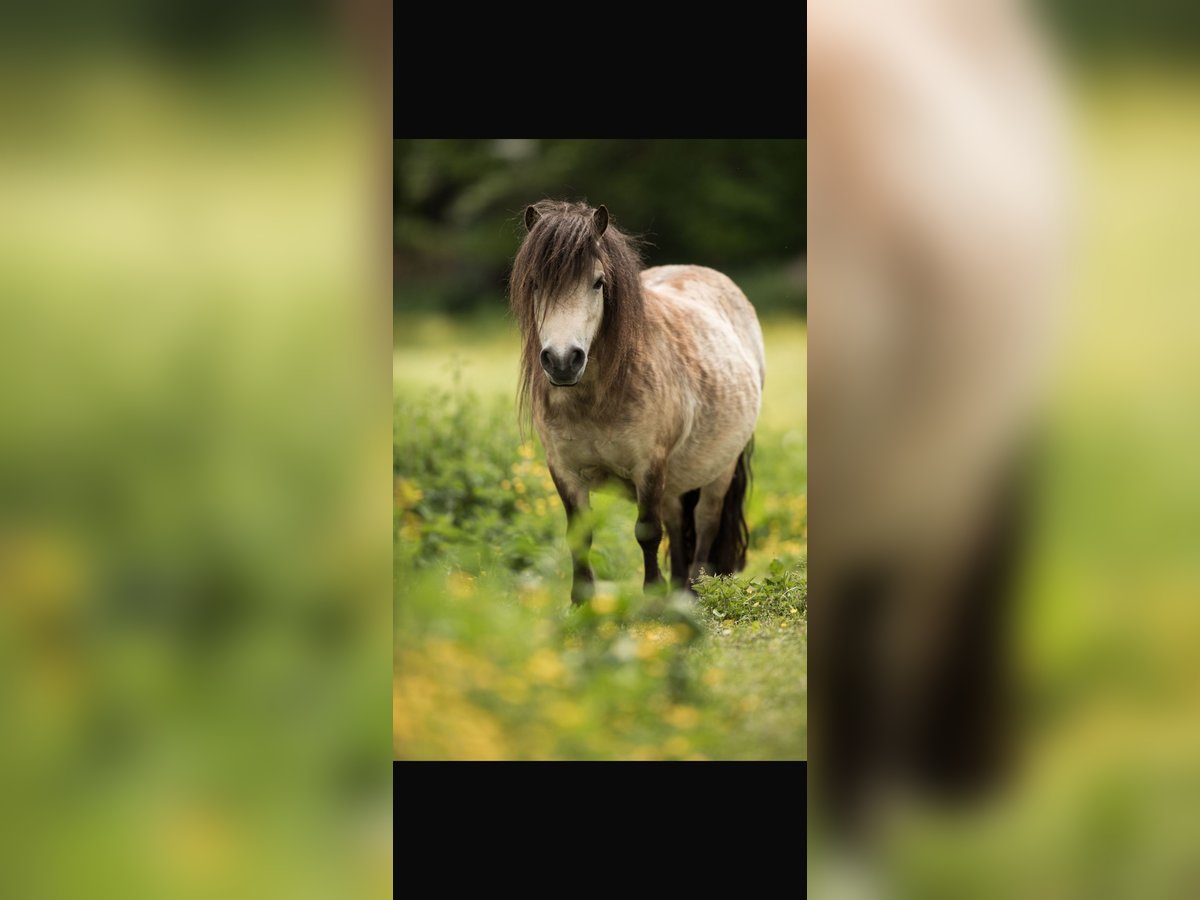 Mini pony Shetland Yegua 10 años 84 cm Buckskin/Bayo in Fronreute