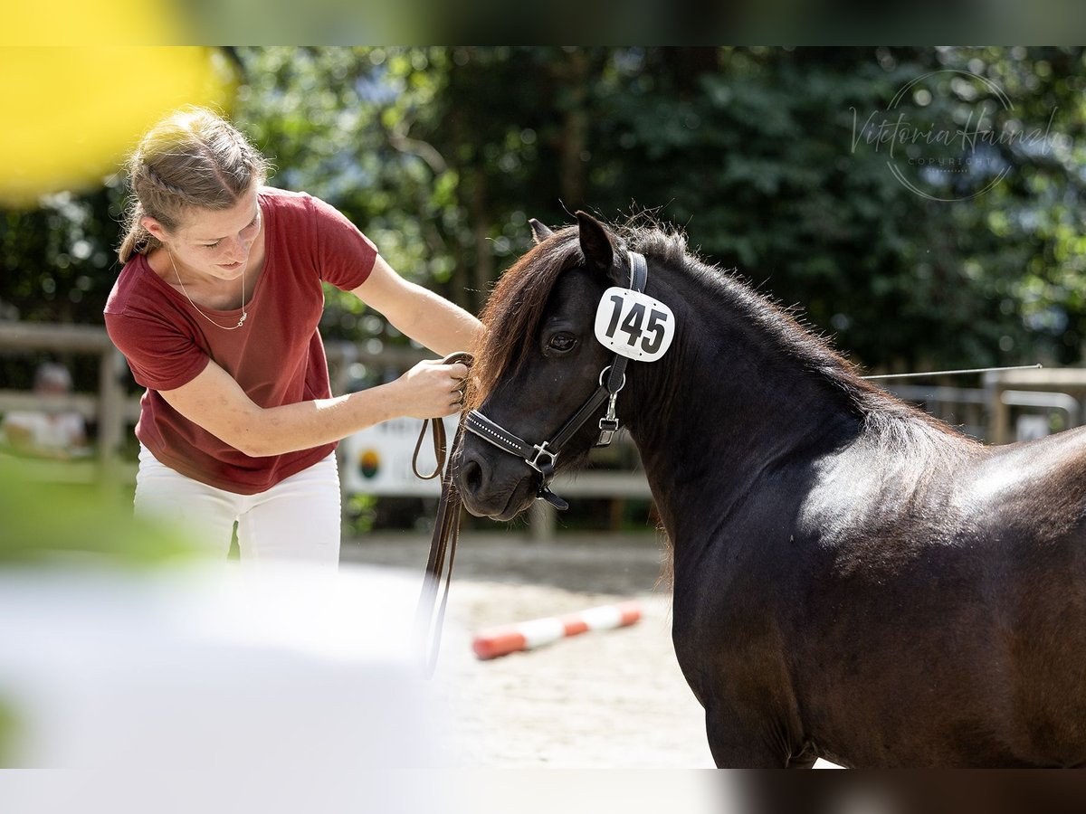 Mini pony Shetland Yegua 10 años 89 cm Negro in Berg im Drautal