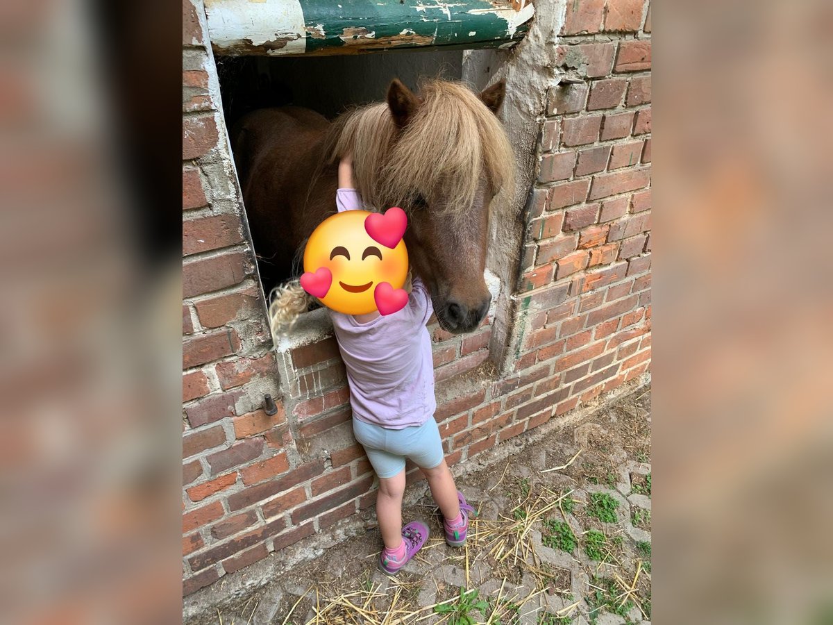 Mini pony Shetland Yegua 10 años Alazán in Bomlitz