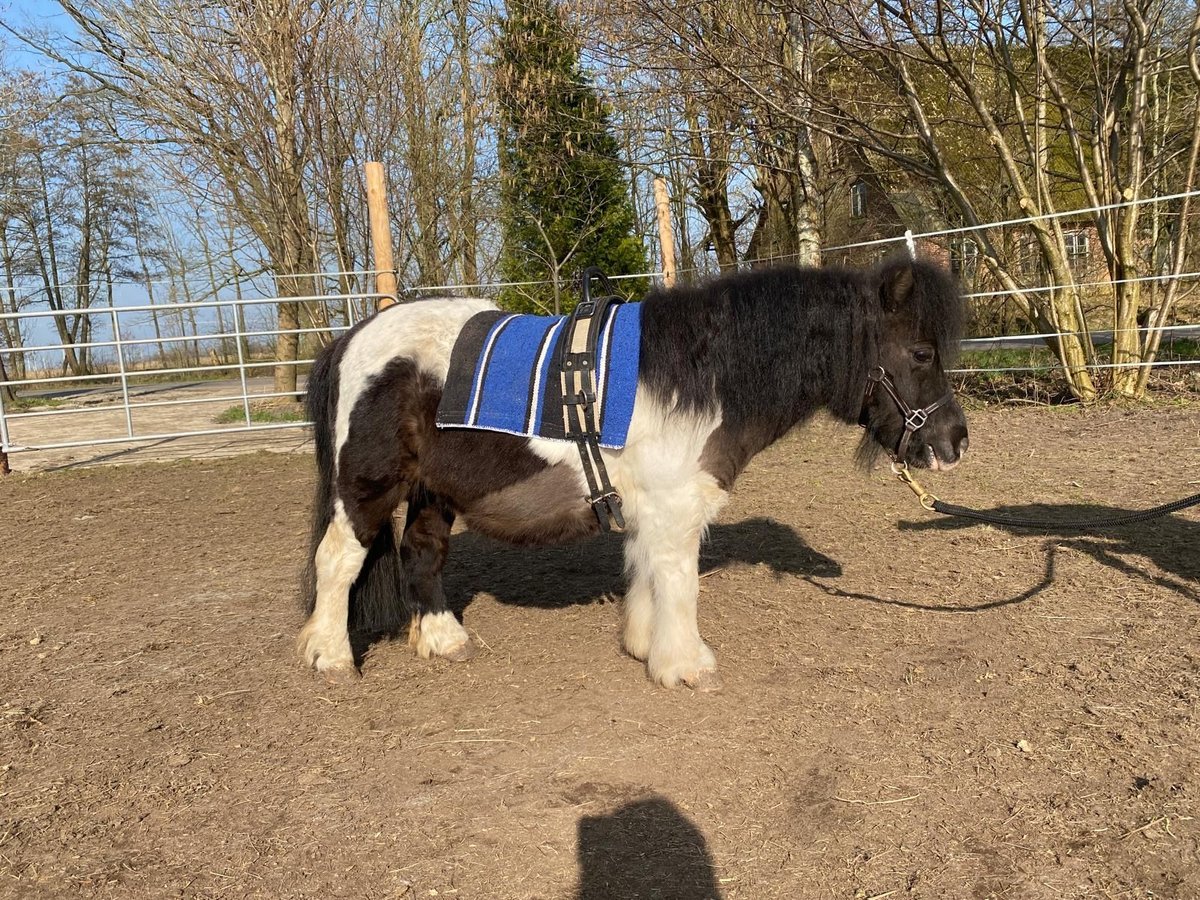 Mini pony Shetland Yegua 13 años 87 cm Pío in Ihlienworth