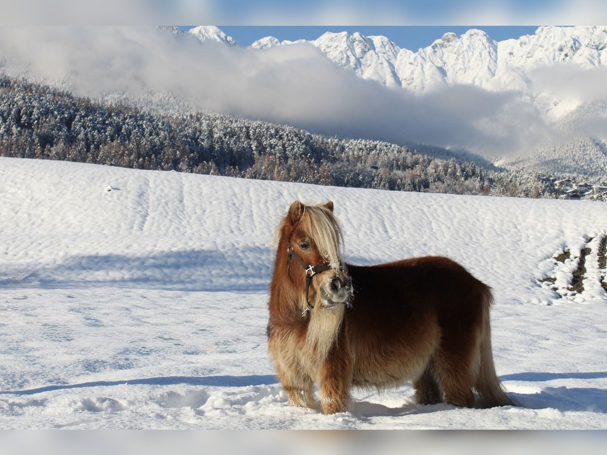 Mini pony Shetland Yegua 14 años 87 cm Alazán in Zams