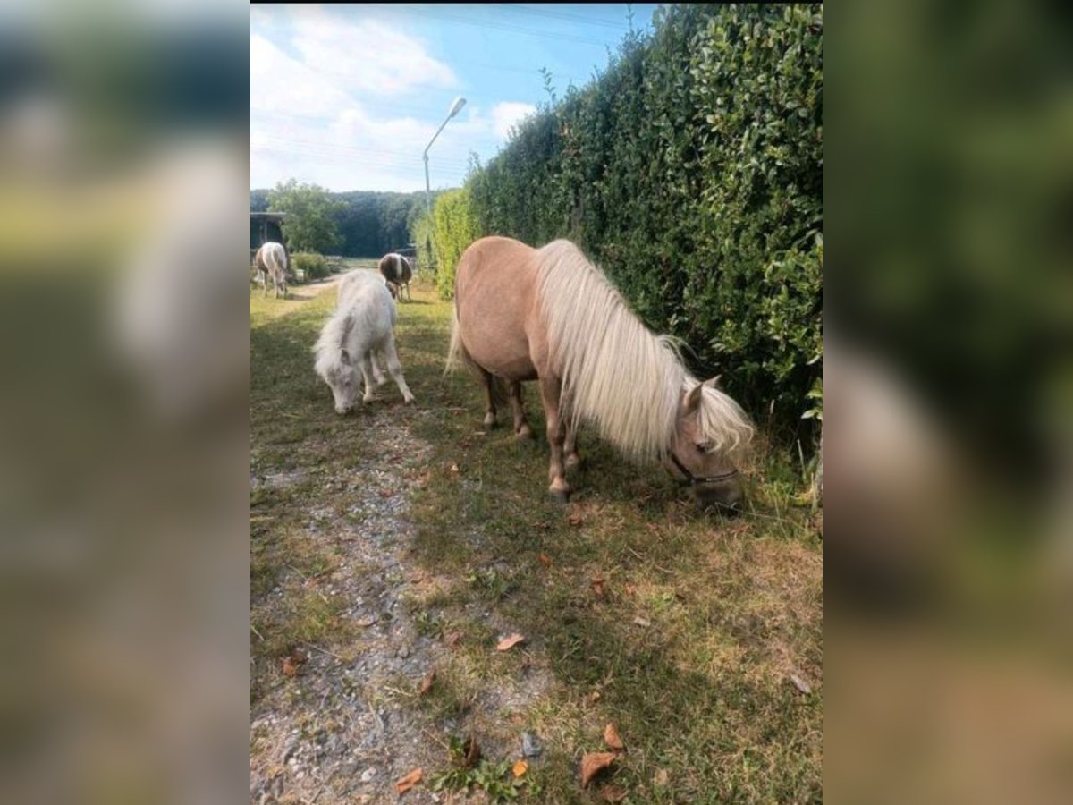 Mini pony Shetland Yegua 16 años 85 cm Palomino in Gelsenkirchen