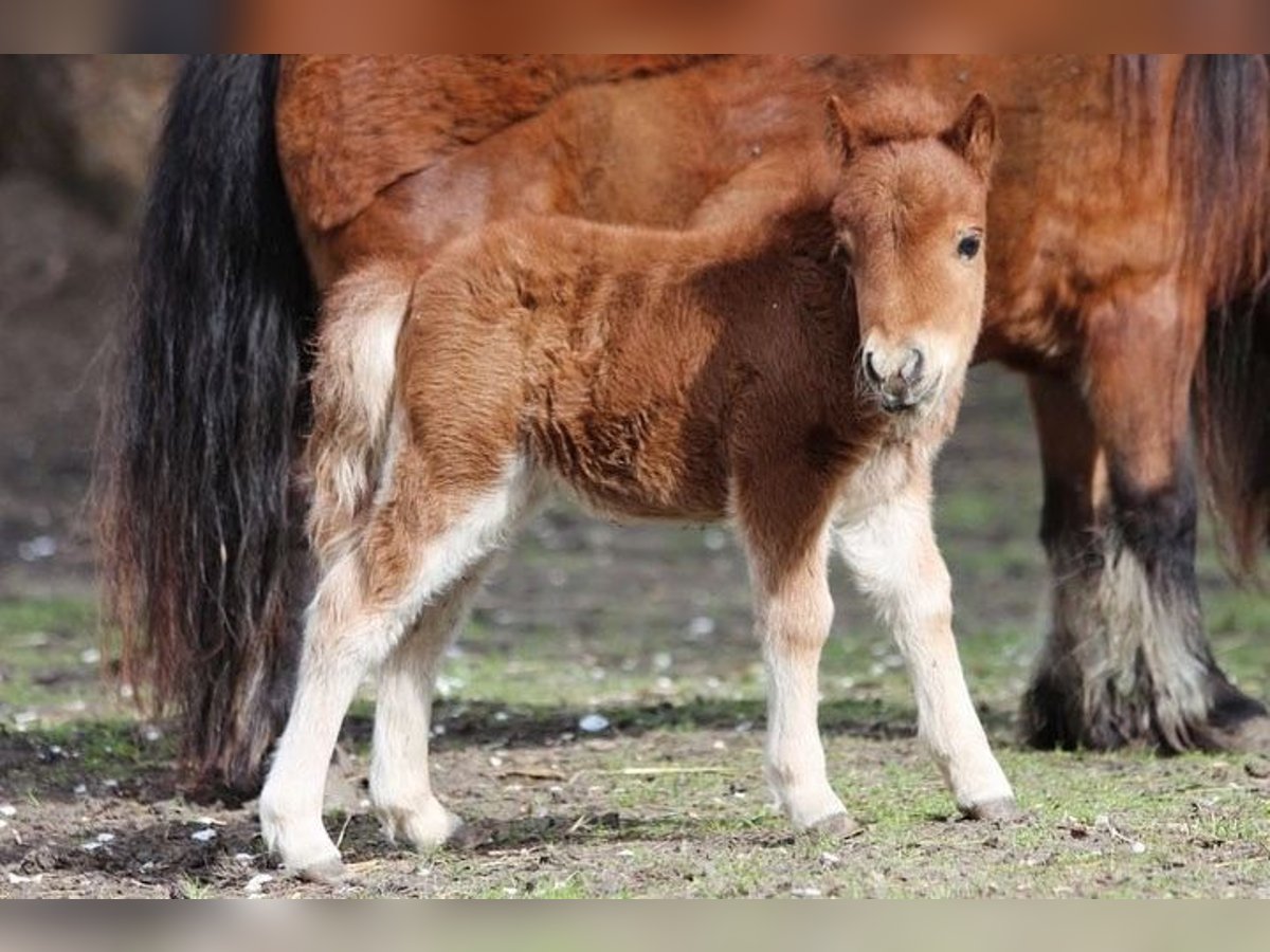 Mini pony Shetland Yegua 1 año 86 cm Alazán in Oberwölz