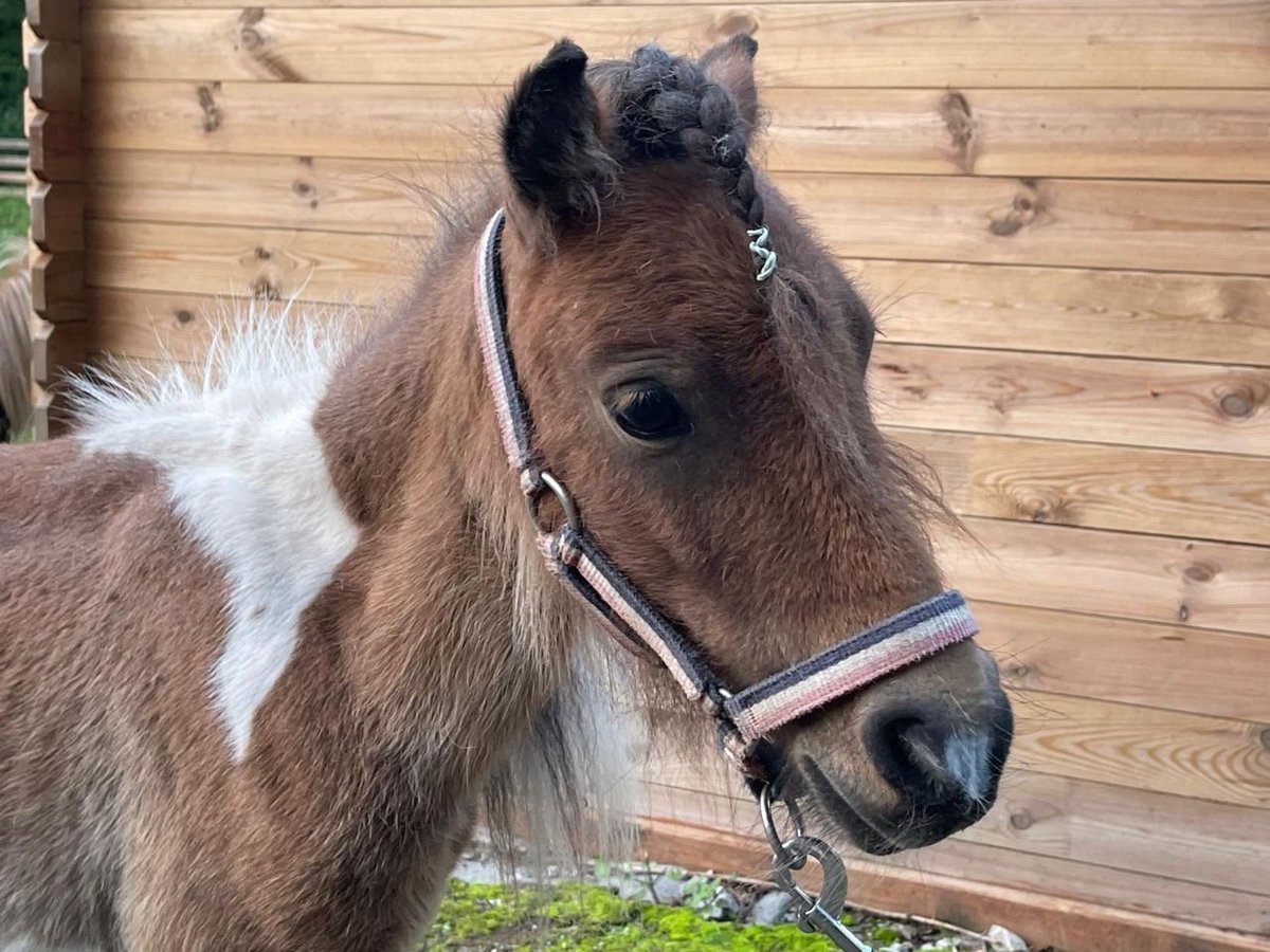 Mini pony Shetland Yegua 1 año Pío in Castell
