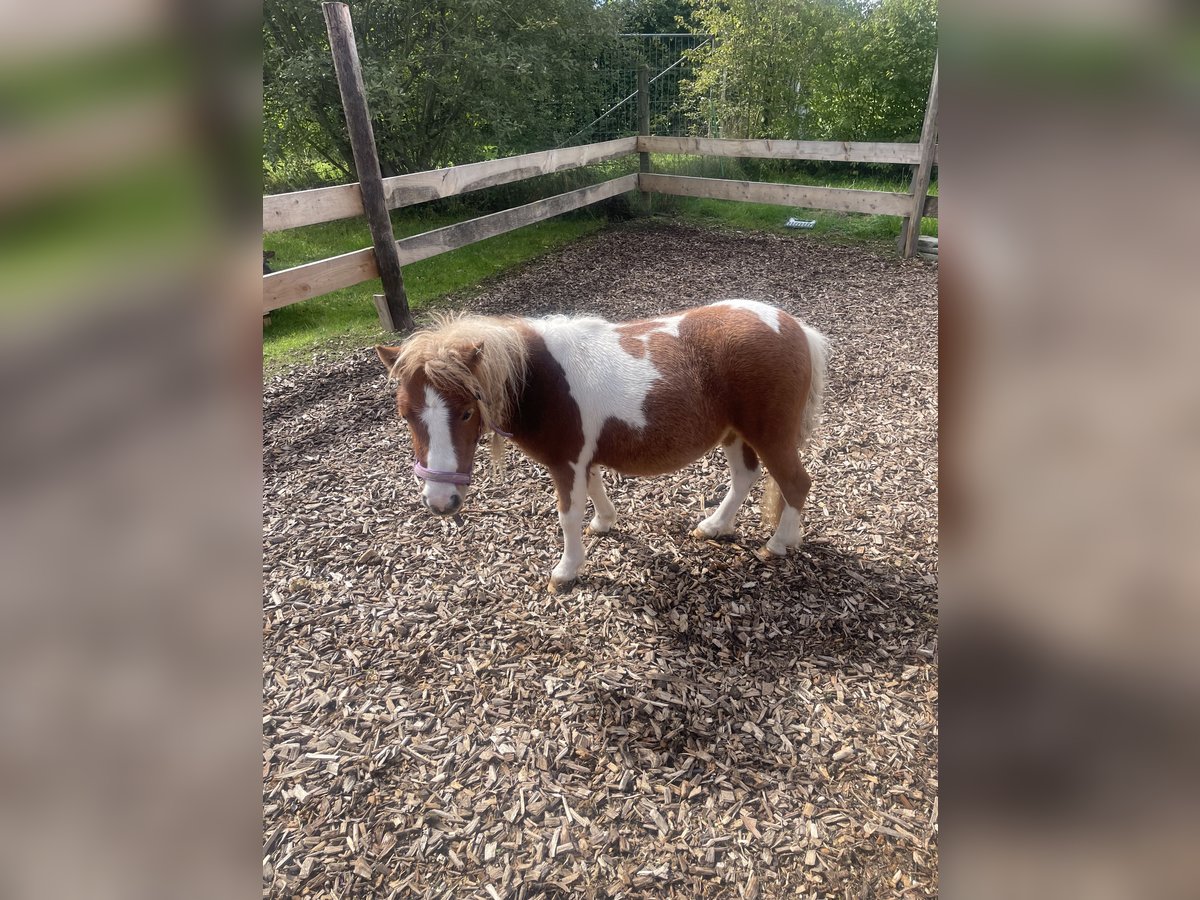 Mini pony Shetland Yegua 2 años 73 cm Pío in Aulendorf