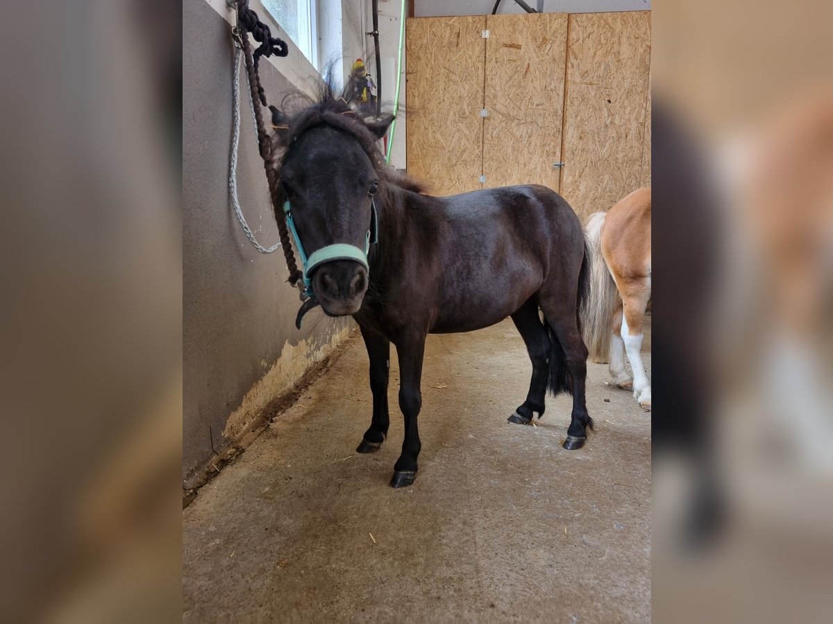 Mini pony Shetland Mestizo Yegua 3 años 80 cm Negro in P&#xF6;ttmes