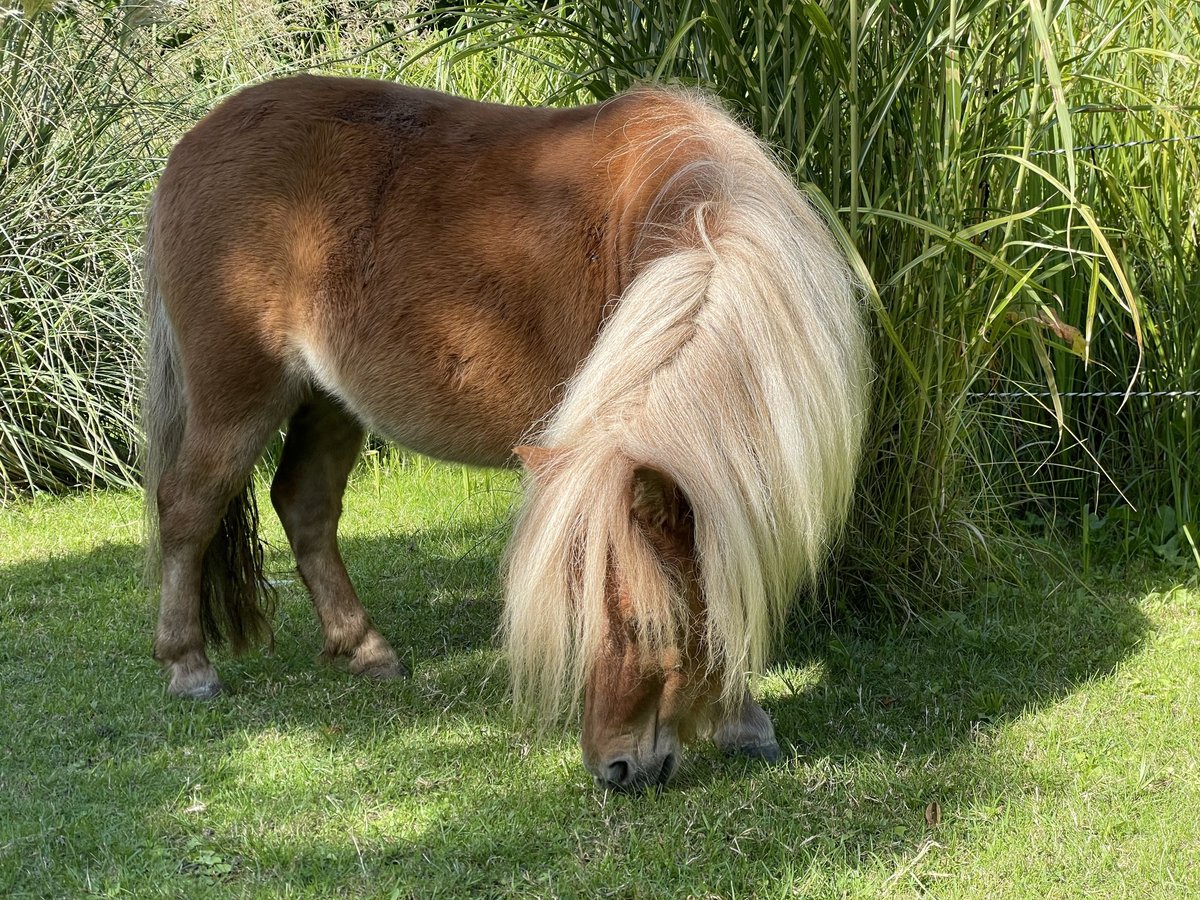 Mini pony Shetland Yegua 5 años 82 cm Alazán in Wiek