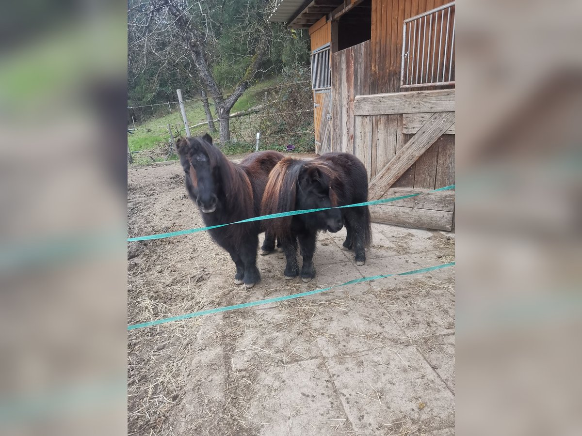 Mini pony Shetland Yegua 5 años 84 cm Morcillo in Sankt Julian