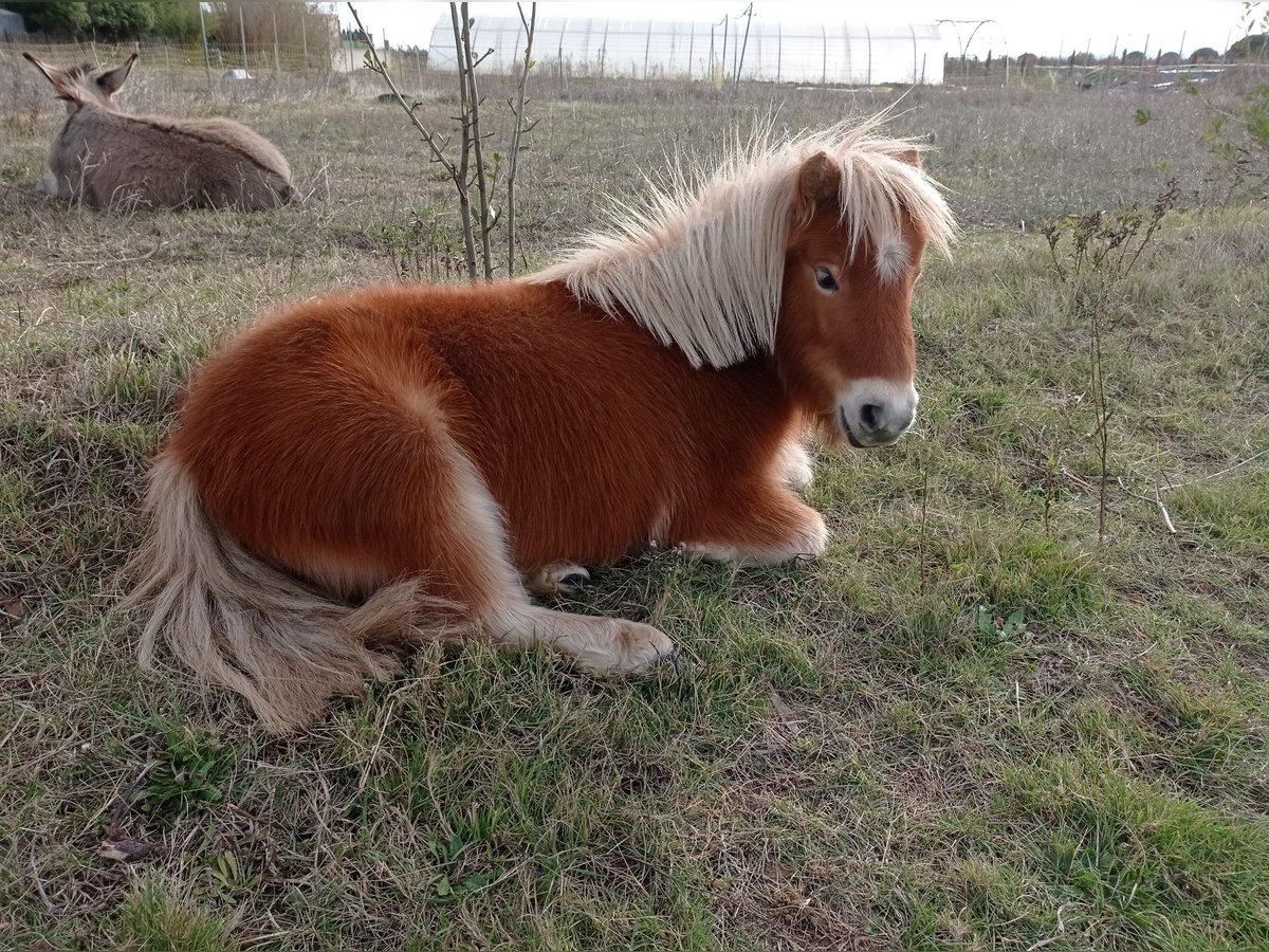 Mini pony Shetland Yegua 5 años 85 cm Alazán in Saint-Nazaire