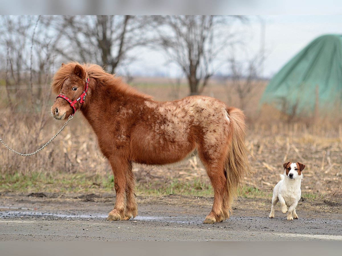 Mini pony Shetland Yegua 5 años 90 cm Atigrado/Moteado in radziejów