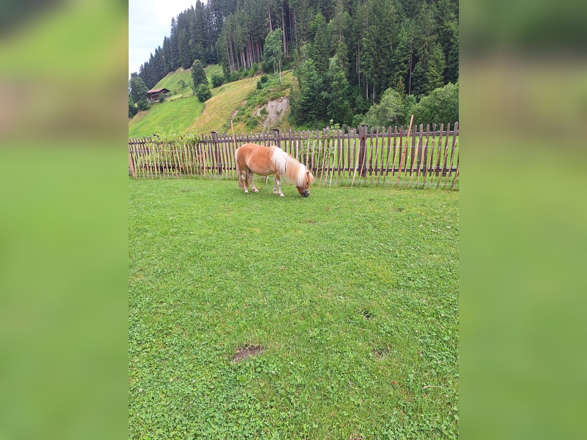 Mini pony Shetland Yegua 5 años 90 cm Pío in HOPFGARTEN