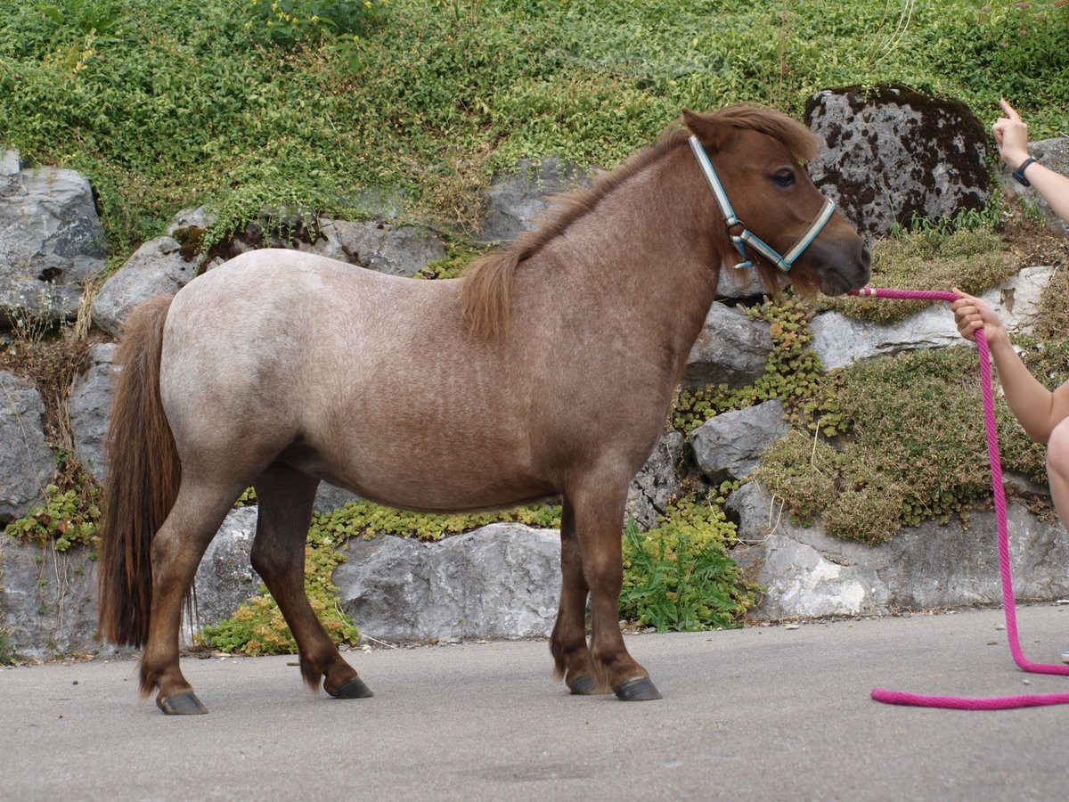 Mini pony Shetland Yegua 6 años 87 cm Ruano alazán in Gähwil