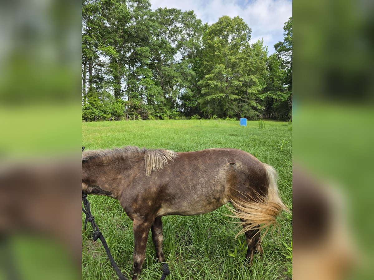 Mini pony Shetland Yegua 7 años 79 cm Tordo rodado in Millry