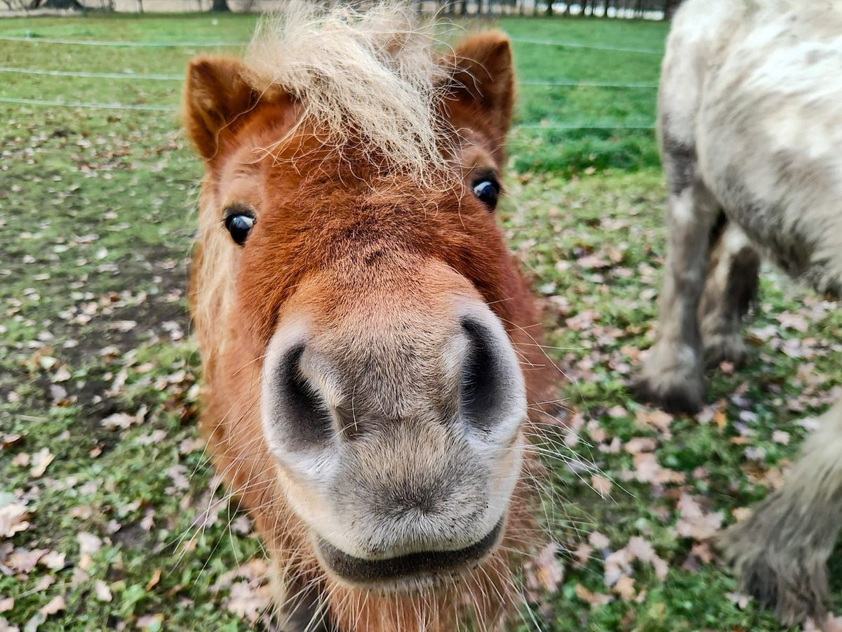 Mini pony Shetland Yegua 8 años 83 cm Castaño in Wagenfeld