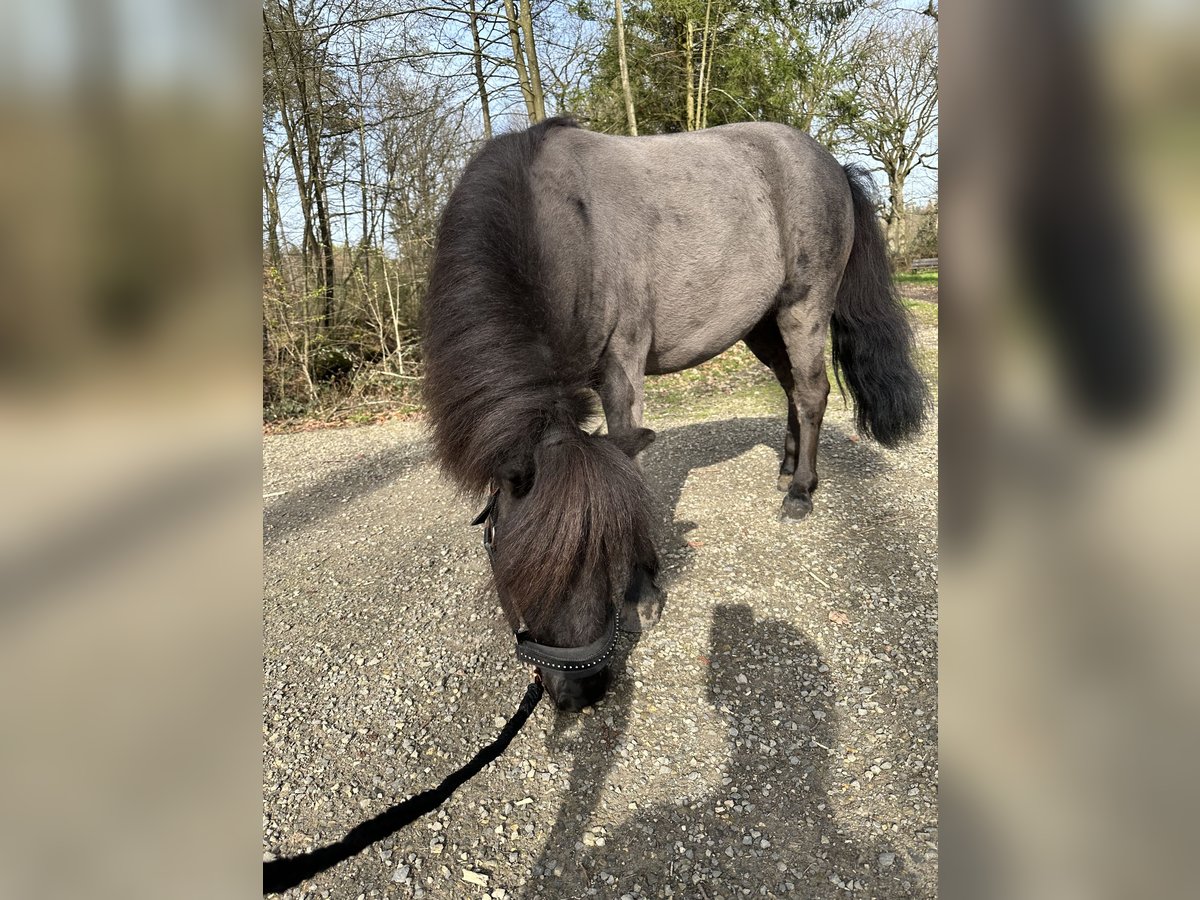 Mini pony Shetland Yegua 8 años 85 cm Negro in Stolberg (Rheinland)