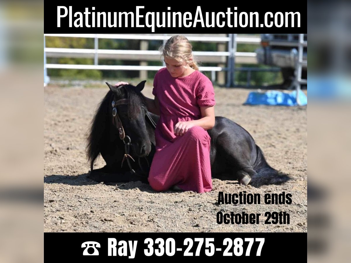 Mini Shetland Pony Gelding 11 years 9,1 hh Black in Millersburg OH