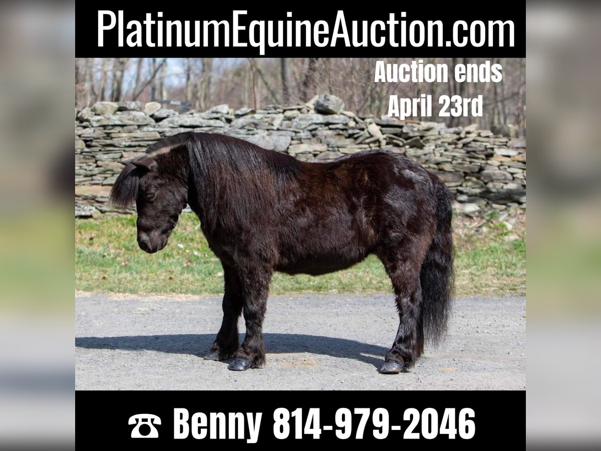 Mini Shetland Pony Gelding 11 years 9,3 hh Black in Everett PA