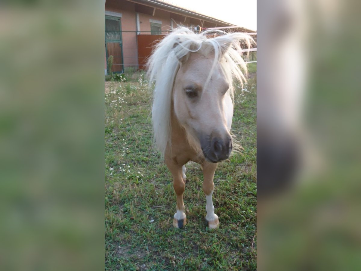 Mini Shetland Pony Gelding 12 years 7,2 hh Palomino in Wutöschingen