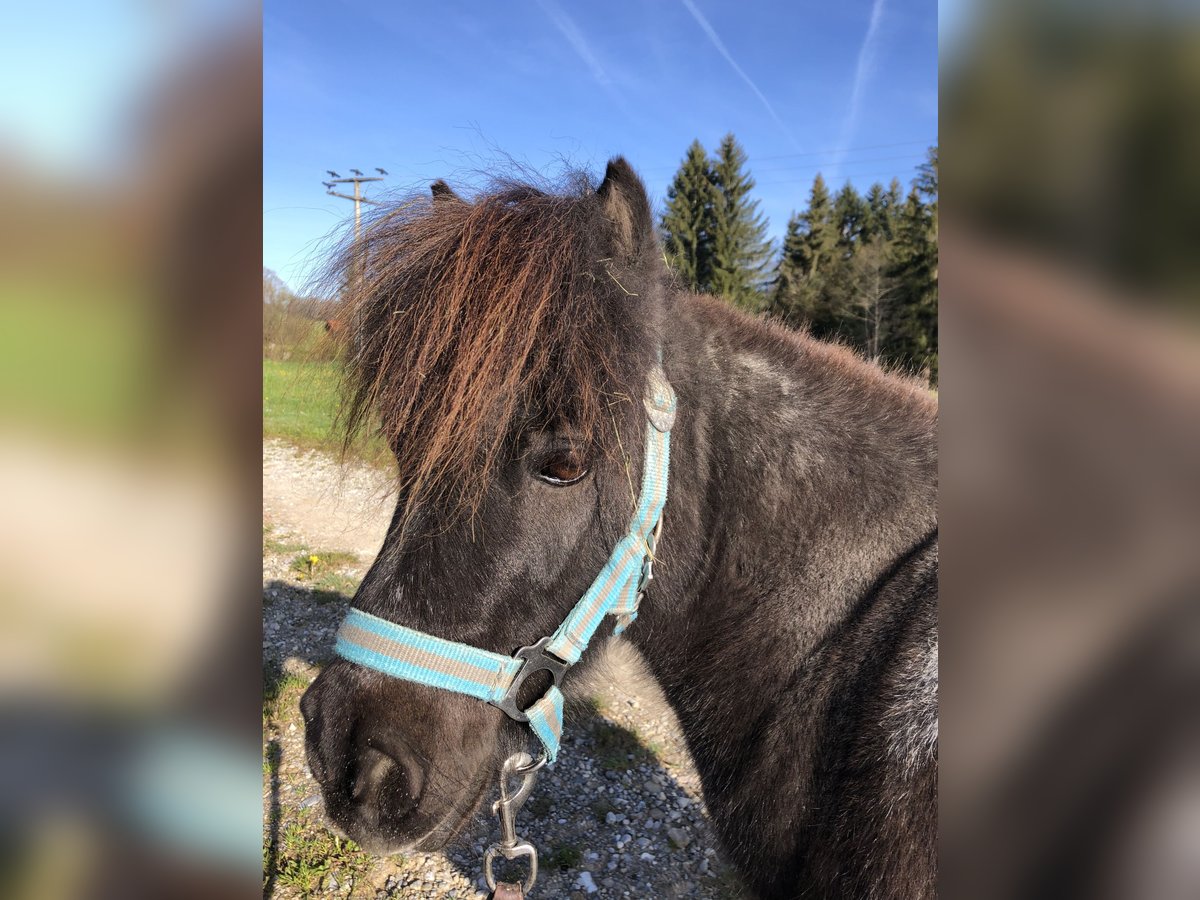 Mini Shetland Pony Gelding 16 years 7,3 hh in Rottenbuch