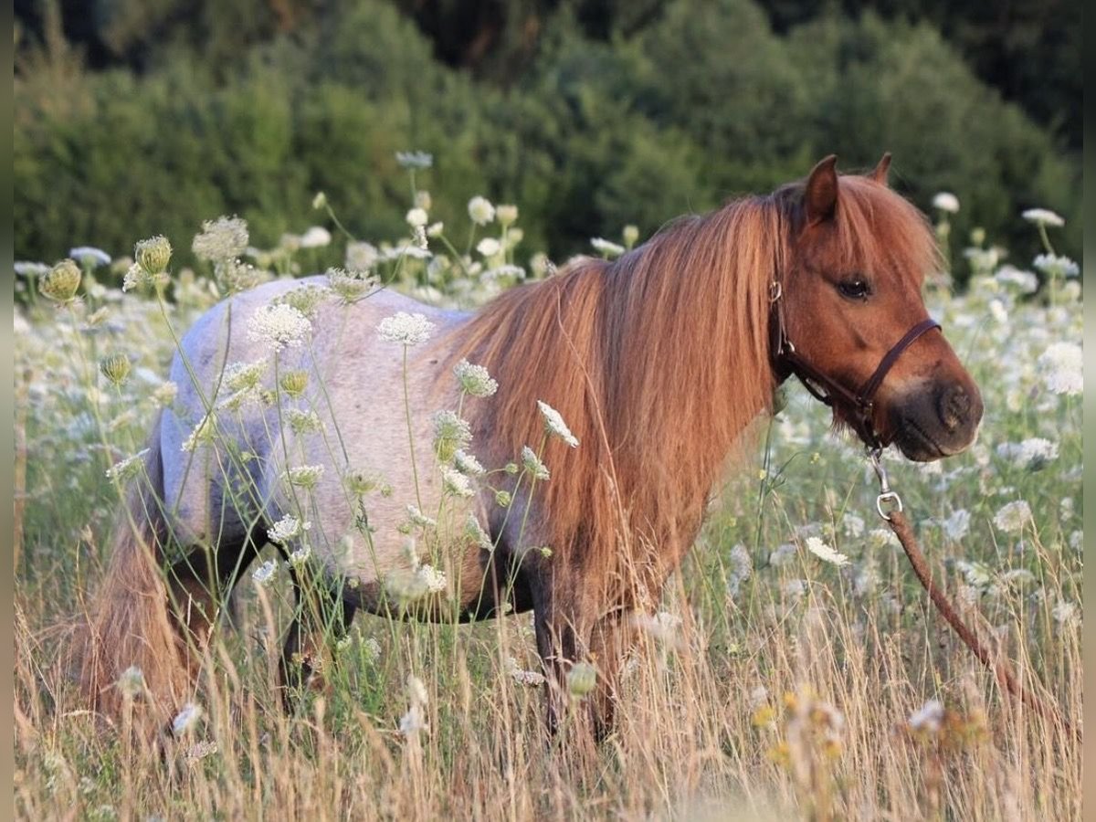Mini Shetland Pony Gelding 17 years 8,1 hh Roan-Red in Werl
