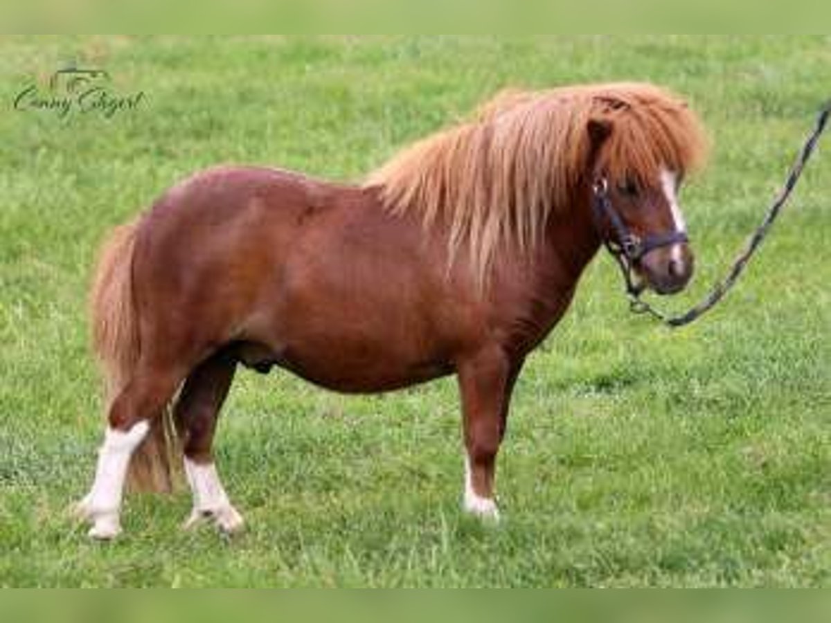Mini Shetland Pony Gelding 3 years 8 hh Pinto in Reppichau