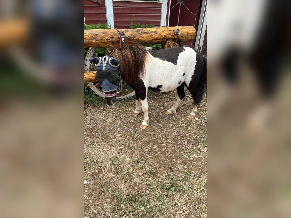 Mini Shetland Pony Gelding 4 years 7,2 hh Pinto in Gundelfingen