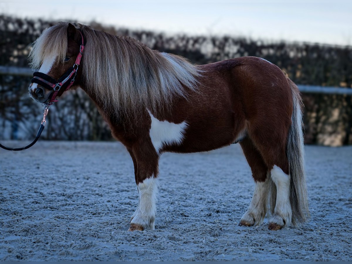 Mini Shetland Pony Gelding 5 years 8,3 hh Pinto in Neustadt (Wied)