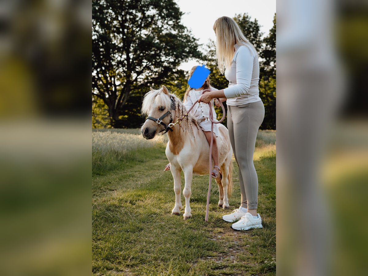 Mini Shetland Pony Gelding 5 years 8,1 hh Pinto in Landstuhl