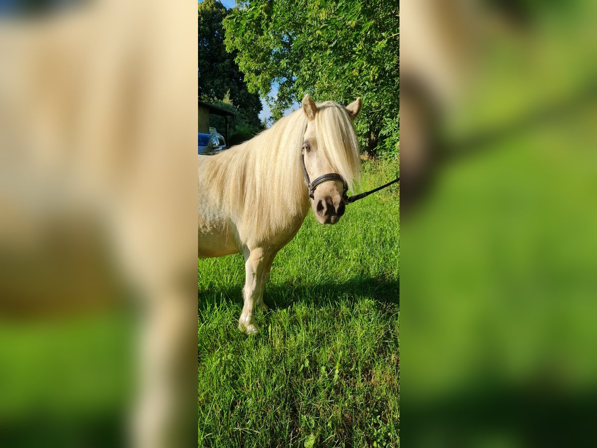 Mini Shetland Pony Gelding 5 years 9,1 hh Palomino in Sehnde