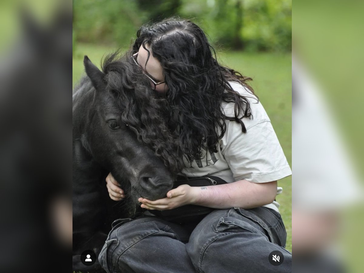 Mini Shetland Pony Gelding 6 years 8,2 hh Black in Aalten