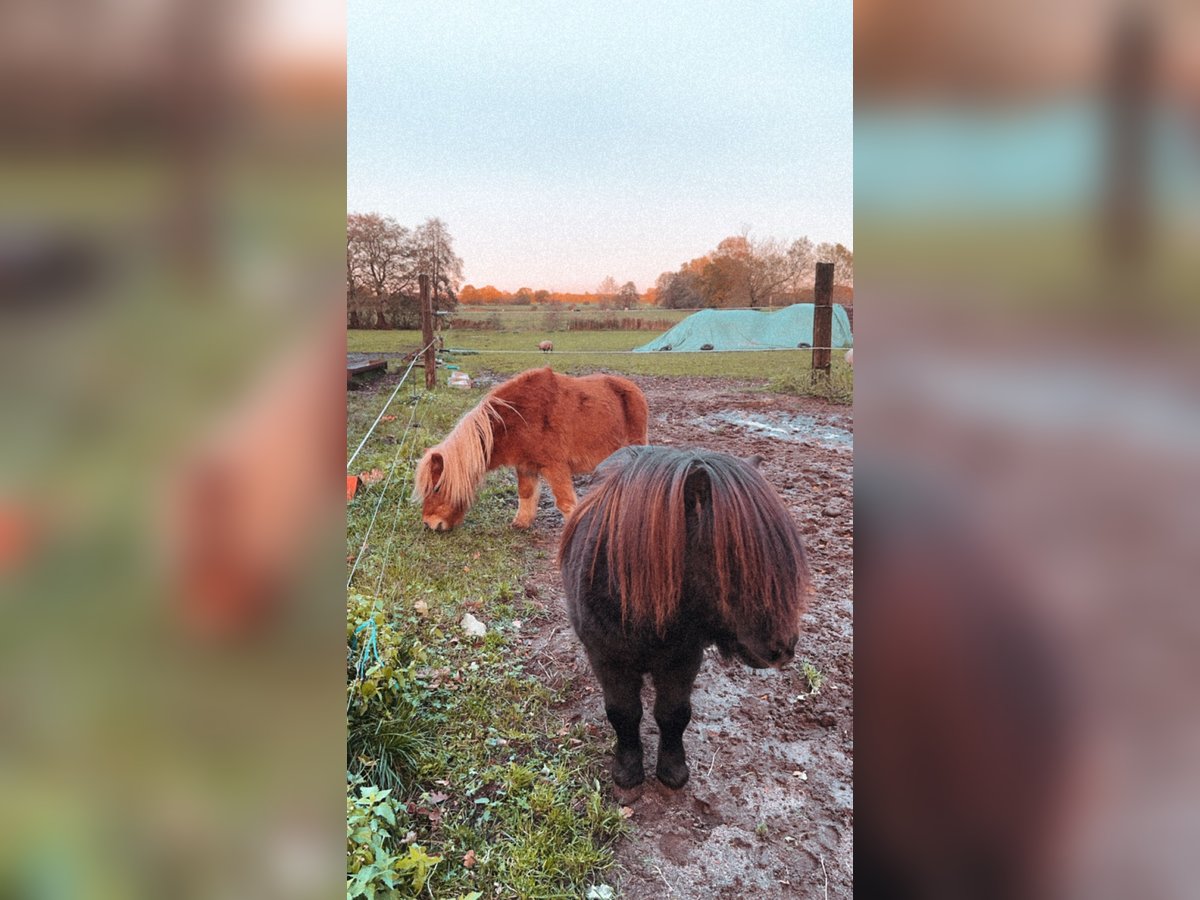 Mini Shetland Pony Hengst 14 Jaar 73 cm Zwart in Seedorf