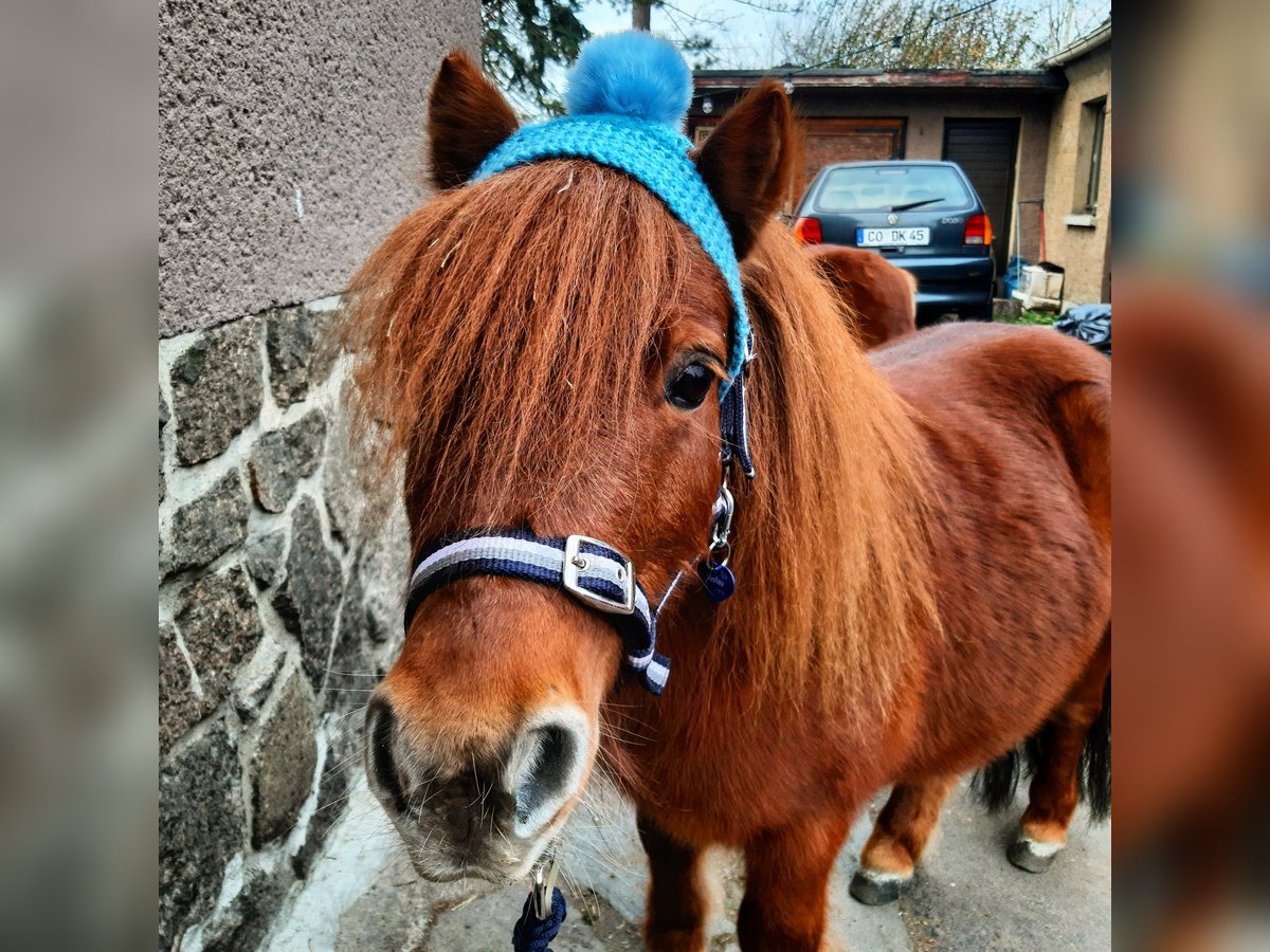 Mini Shetland Pony Hengst 14 Jaar 80 cm Vos in Leipzig