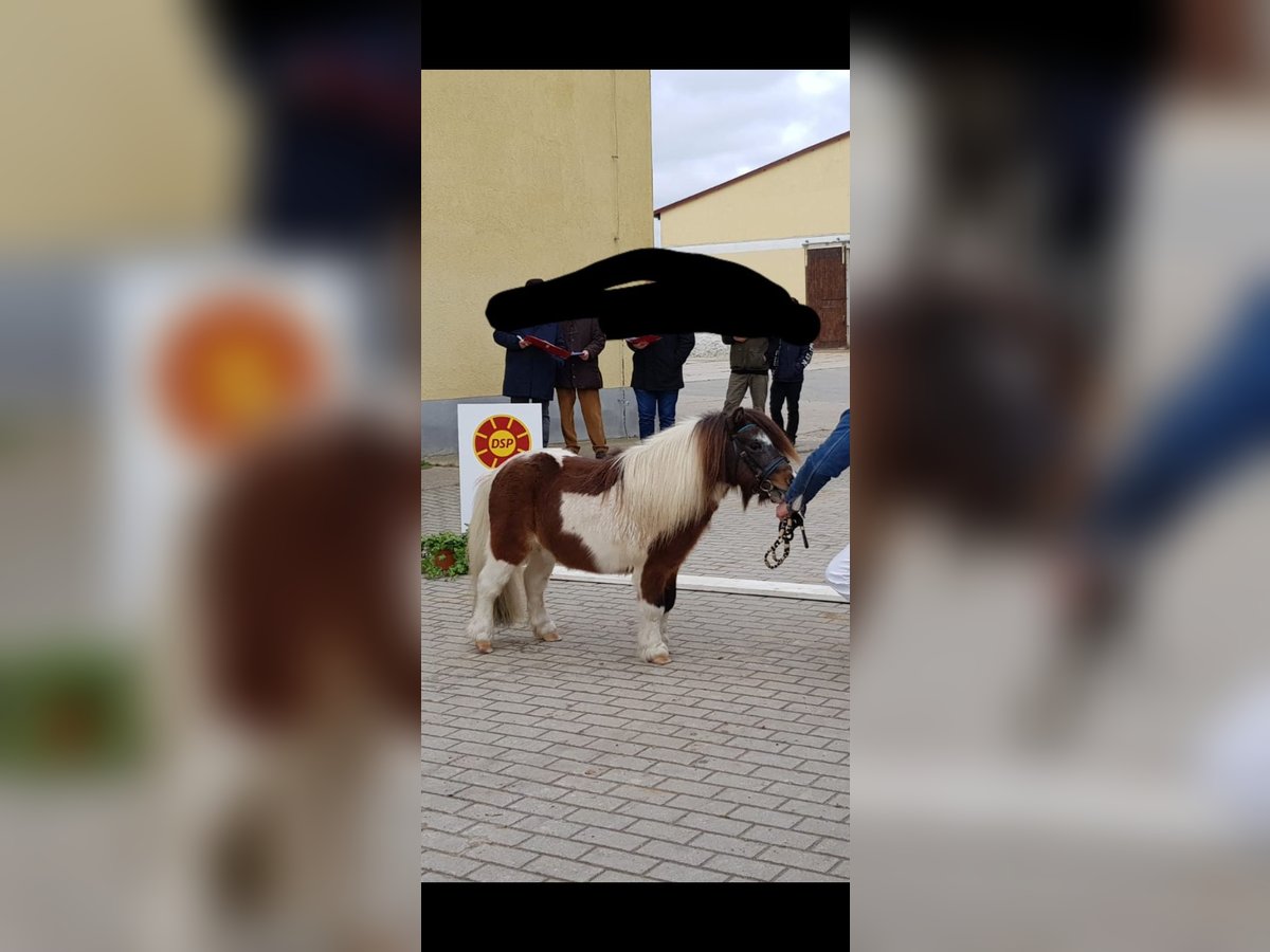 Mini Shetland Pony Hengst 14 Jaar 82 cm Gevlekt-paard in Oschersleben