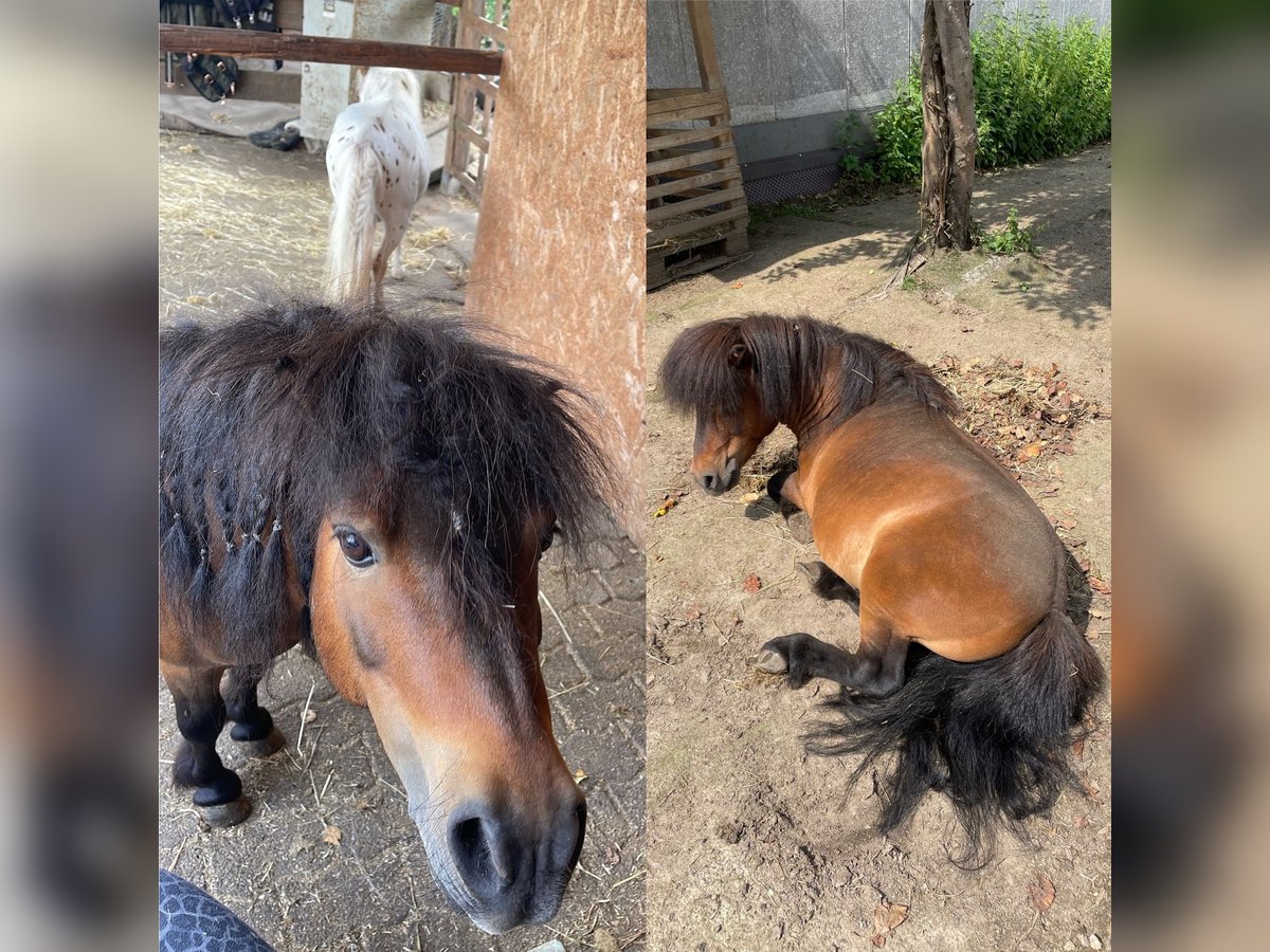 Mini Shetland Pony Hengst 15 Jaar 78 cm Bruin in Leverkusen