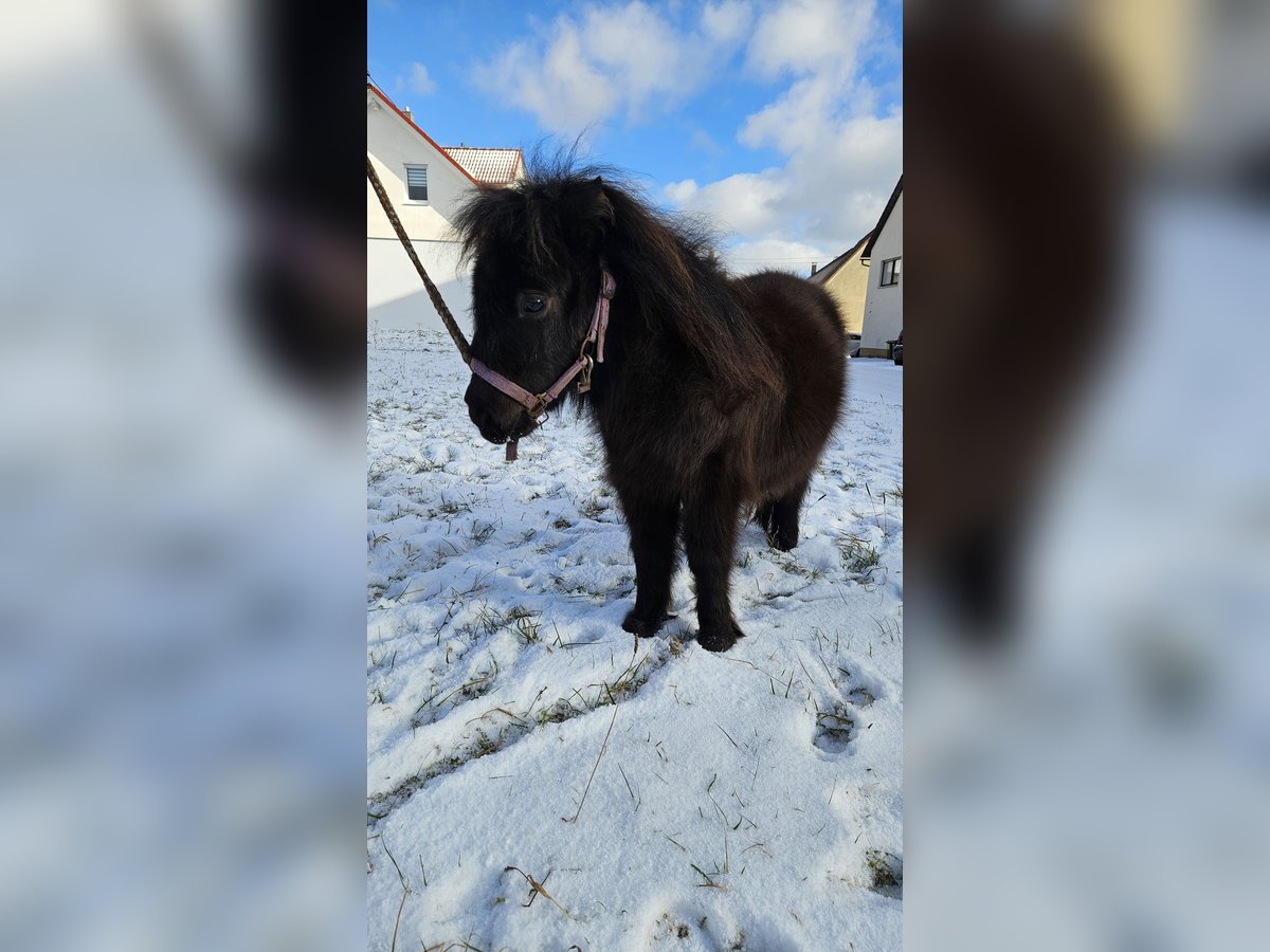 Mini Shetland Pony Hengst 1 Jaar 70 cm Zwart in Westerheim