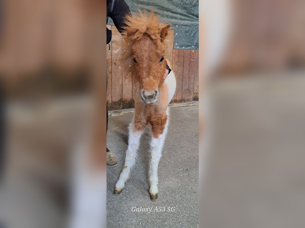 Mini Shetland Pony Hengst 1 Jaar 80 cm in Achenkirch