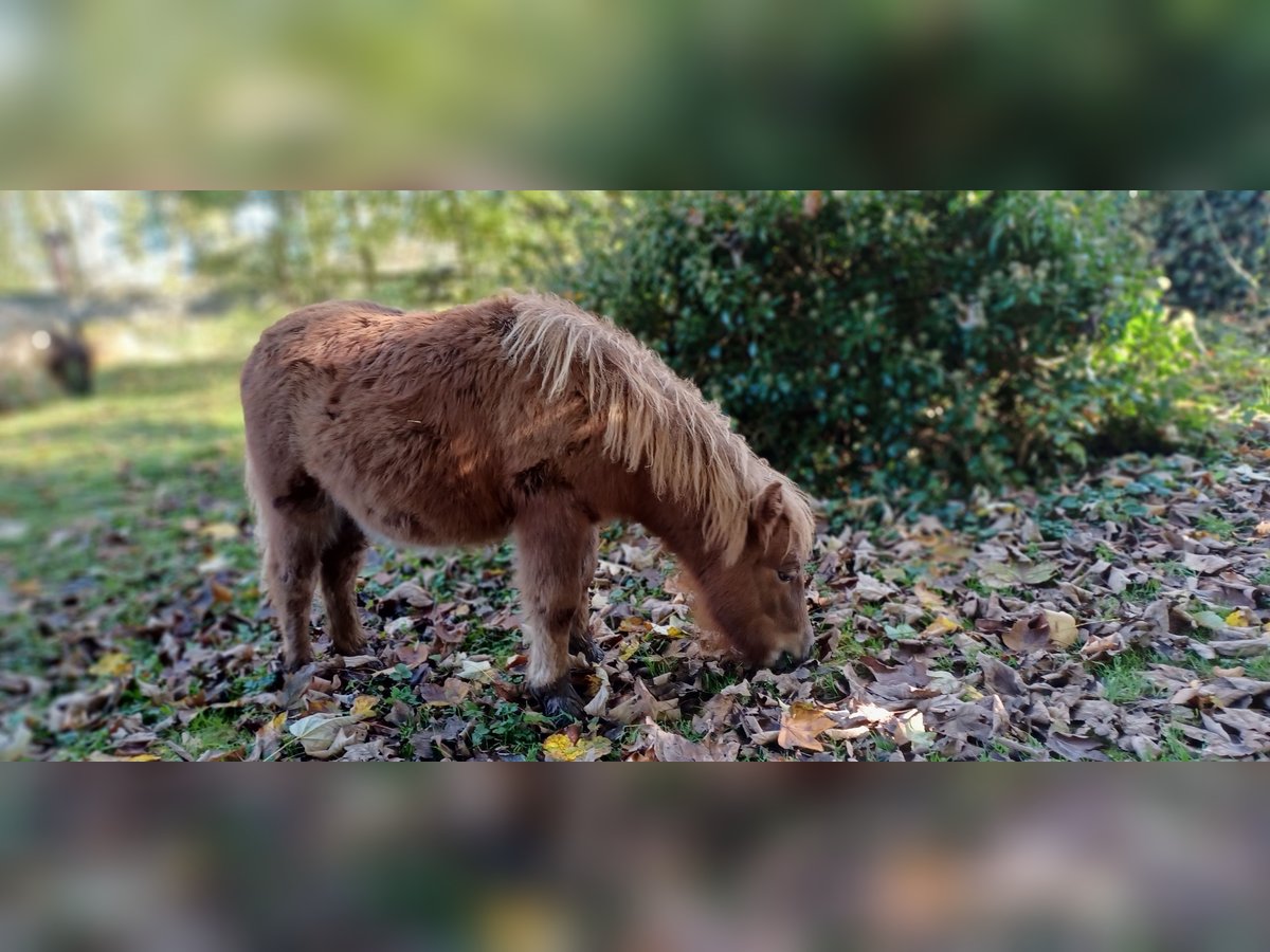 Mini Shetland Pony Hengst 1 Jaar 82 cm Donkere-vos in Linnich