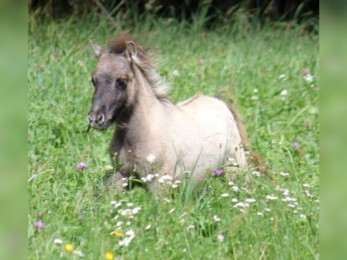 Mini Shetland Pony Hengst 1 Jaar 82 cm Falbe in Haigerloch