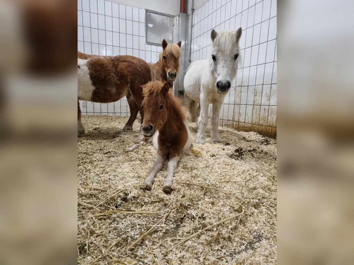 Mini Shetland Pony Mix Hengst 1 Jaar 85 cm Gevlekt-paard in Achenkirch