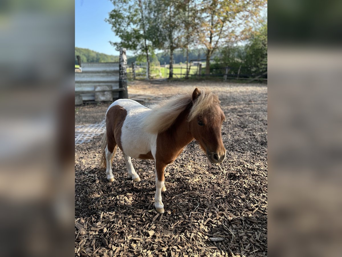 Mini Shetland Pony Hengst 1 Jaar 85 cm Gevlekt-paard in Uslar