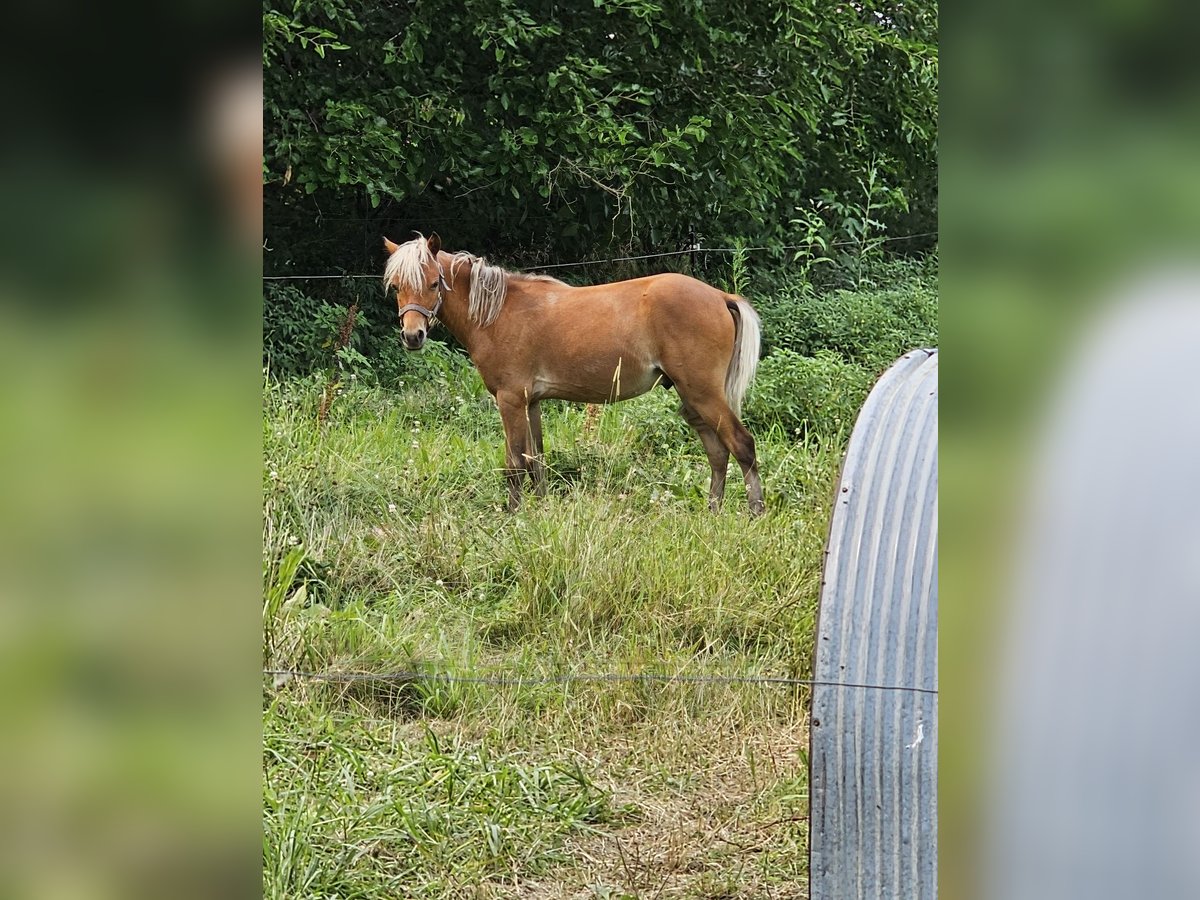 Mini Shetland Pony Hengst 1 Jaar 89 cm in Sioux Rapids